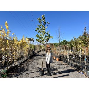 Platan javorolistý (Platanus acerifolia) - výška 350-400 cm, obvod kmeňa 8/10 cm, kont. C18L